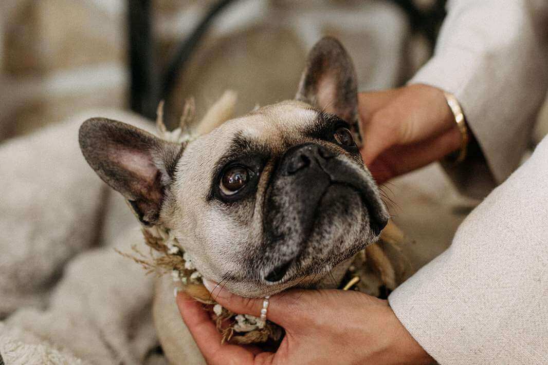 Hund mit Hochzeitsschmuck in Kroatien